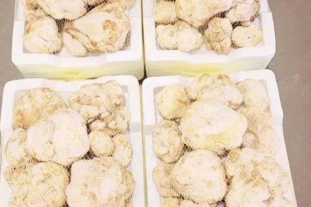 صناديق من «الفقع» يعرضها باعة متجوّلون (الشرق الأوسط)