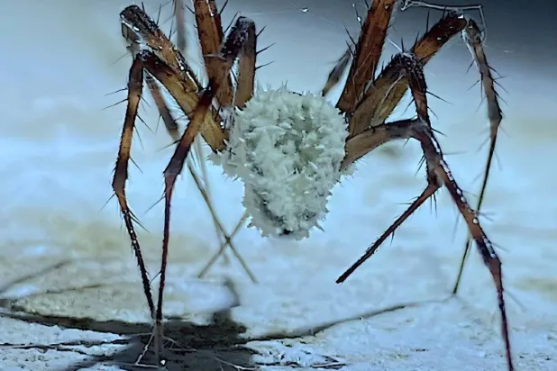 العنكبوت «الزومبي» (مجلة التصنيفات الفطرية والتطور)