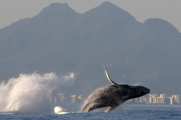 Kambur balina şarkılarının yapısı, bunları öğrenmelerini kolaylaştırıyor (Reuters)