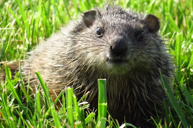 توقّعاته «تفتقر غالباً إلى الدقة» (شاترستوك)