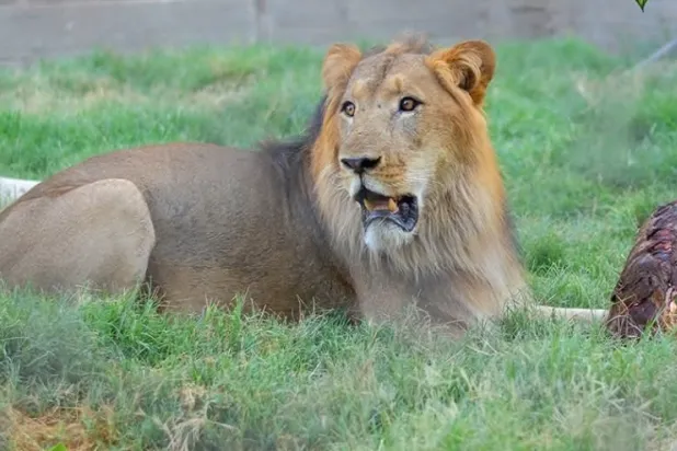 أسد داخل حديقة الحيوان بالفيوم (إدارة الحديقة)