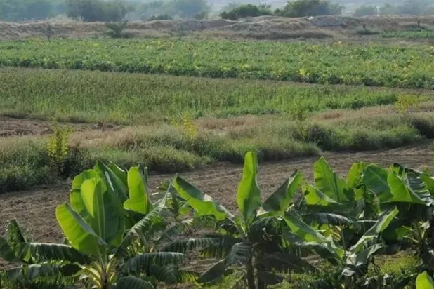 The Agricultural Development Fund of Saudi Arabia supports all investment opportunities that comply with its regulations. (SPA)