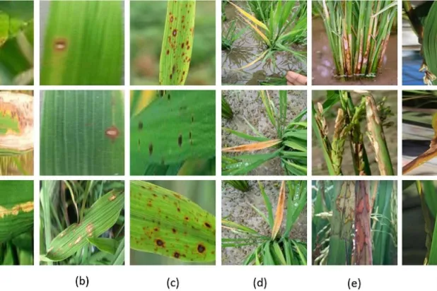 تقنيات الذكاء الاصطناعي ساهمت في الكشف المبكر عن آفات أوراق الأرز بمصر (دورية ساينتفك ريبورتس)