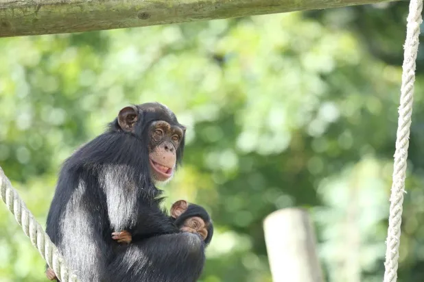 قردة البونوبو تتميز بسلوكها الاجتماعي المسالم وذكائها اللافت (جامعة جونز هوبكنز)