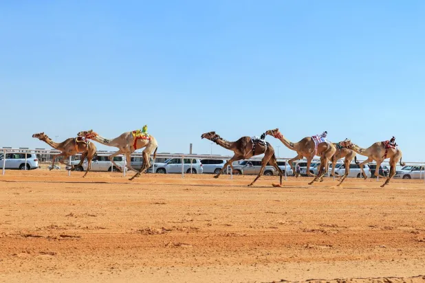 المطية «الجبيل» لمالكها الإماراتي مانع الشامسي نالت المركز الأول في الشوط الرابع (مهرجان الهجن)