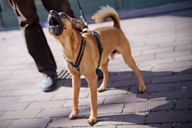 البعض اشتكى من النباح (غيتي)