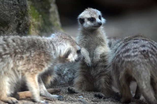 من بين الحيوانات المضبوطة أكثر من 12 ألف طائر ونحو 6 آلاف سلحفاة وبعض الرئيسيات والقطط (إ.ب.أ)