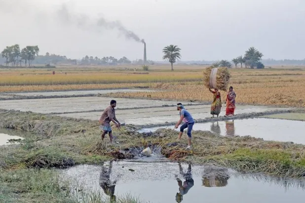 تلوث الهواء في الهند يكبد المحاصيل الزراعية خسائر فادحة (جامعة ستانفورد)