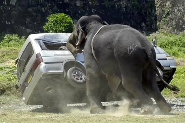 فيل يهاجم حافلة صغيرة في سريلانكا 15 فبراير 2007 (رويترز)