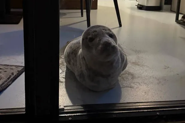 فقمة تنظر من النافذة بعد تسللها إلى غرفة فندق في فليسينغن جنوب هولندا في 4 فبراير 2025 (أ.ف.ب)