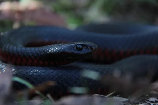 أحد الثعابين التي نقلتها شركة «نقل الزواحف» في سيدني من منزل (صفحة الشركة عبر فيسبوك)