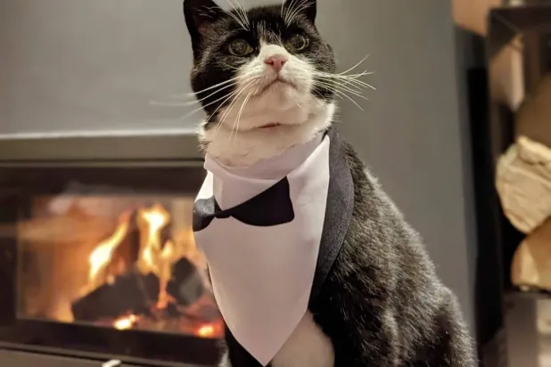 القط بالمرستون يعود من التقاعد (حساب القط على منصة إكس)