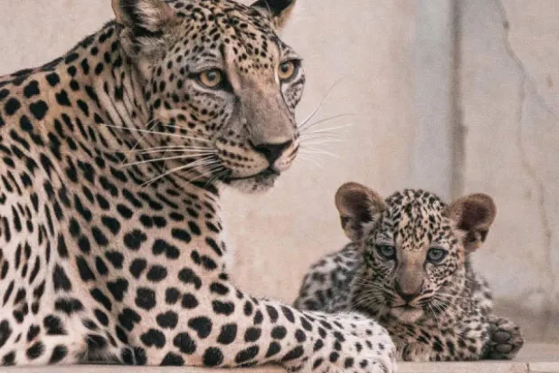 اهتمام كبير بالنمر العربي للحفاظ عليه من الانقراض (الشرق الأوسط)