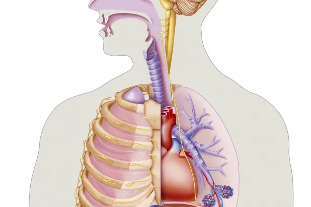 «بكتيريا أنف» معدلة وراثياً لإنقاص الوزن... وأخرى مسببة لحبّ الشباب لوقاية الجلد من أشعة الشمس