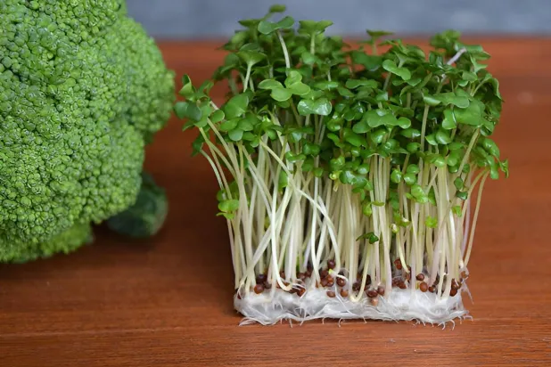 براعم البروكلي تحتوي على مركَّب يساعد على ضبط سكر الدم (جامعة أوساكا متروبوليتان)