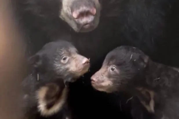 الأم وصغيراها (حديقة حيوان سان دييغو)