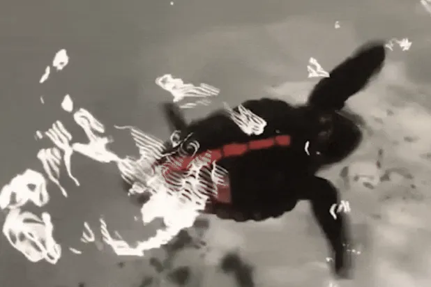 سلحفاة بحرية صغيرة تؤدي رقصة لرسم خريطة للتوقيع المغناطيسي لموقع الطعام (نيتشر)