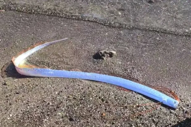 سمكة المجداف على شاطئ في جزر الكناري (إنستغرام)