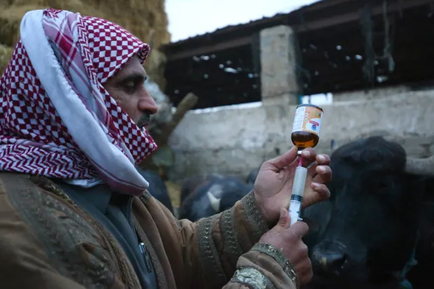 مُزارع يُعدّ حقنة لعلاج الجواميس في مزرعة بمدينة الحلة بمحافظة بابل وسط العراق (أ.ف.ب)