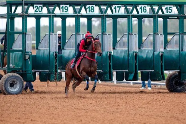 رومانتيك واريور خلال التدريبات الصباحية (نادي سباقات الخيل)