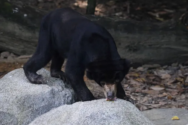 الدببة قد لا تنجو هذه المرة (غيتي)