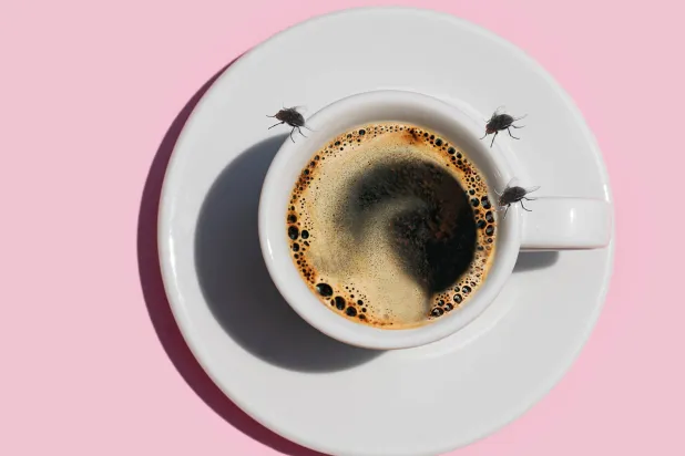 الكافيين والذباب... علاقة سامَّة (غيتي)