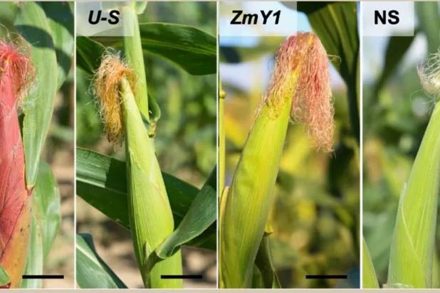 آفة دودة الذرة تُسهم في تراجع جودة الإنتاج (جامعة ولاية بنسلفانيا)