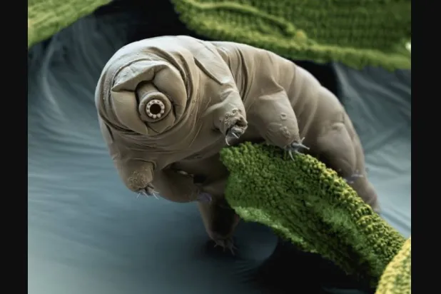 صورة مجهرية معززة بالألوان تُظهر دباً مائياً (ناشيونال جيوغرافيك - آي أوف ساينس)