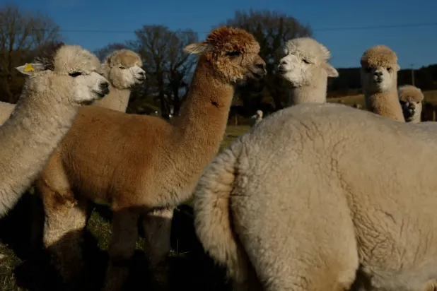 İrlanda'da bir çiftlikte bir grup alpaka (Reuters)