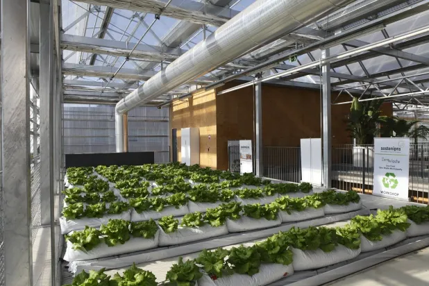 النترات المستخلصة من البول لريّ محاصيل مزروعة على الأسطح (جامعة برشلونة المستقلة)