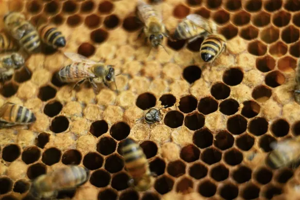 التوازن يختلّ بنفوقها (أ.ب)