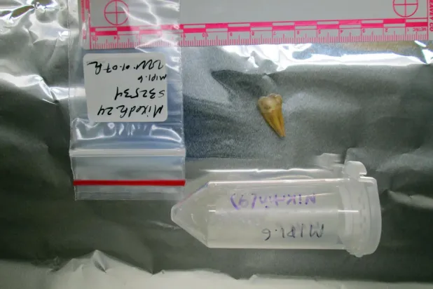 Yamnaya halkının bir üyesine ait olan yaklaşık 5 bin 500 yıllık diş örneği (Nature)