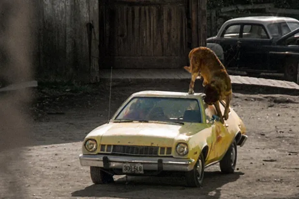 Kujo'da 90 kiloluk bir Saint Bernard, tavşan kovalarken kafasını soktuğu delikte kuduz bir yarasa tarafından ısırıldıktan sonra ölümcül, acımasız ve planlı bir avcıya dönüşüyor (Warner Bros)