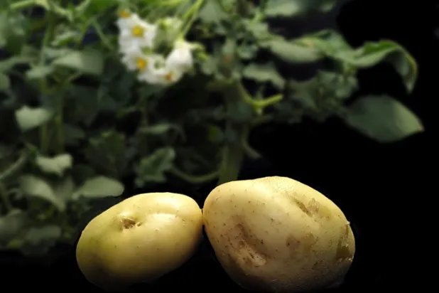 قد تلعب البطاطا دوراً في إنقاص الوزن وتحسين مقاومة الإنسولين (ماكس بلانك)