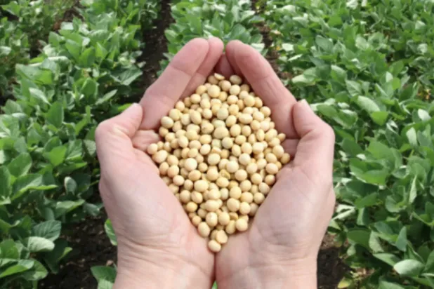 Soya fasulyesi Çin'e ihraç edilen en önemli Amerikan tarım ürünlerinden biridir (Arşiv)