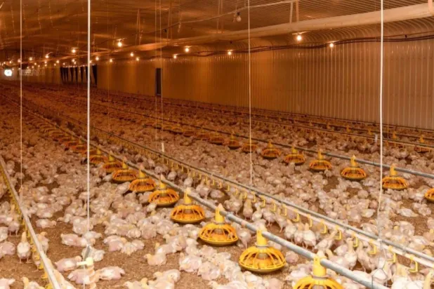 أحد مشاريع إنتاج الدواجن في السعودية (واس)