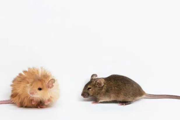 الفئران المعدلة وراثياً ذات لون أفتح من الفئران المعملية العادية (شركة كولوسال)