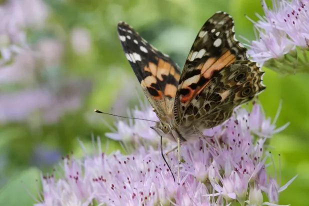 FILE - A painted lady butterfly feeds on Sedum flowers in Omaha, Neb., Sept. 19, 2017. (AP Photo/Nati Harnik, File)