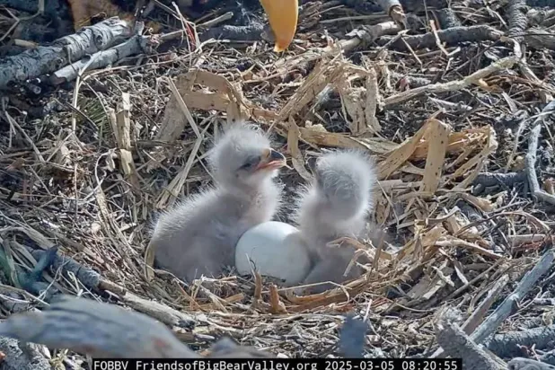 العائلة تكبُر (أصدقاء وادي بيغ بير)