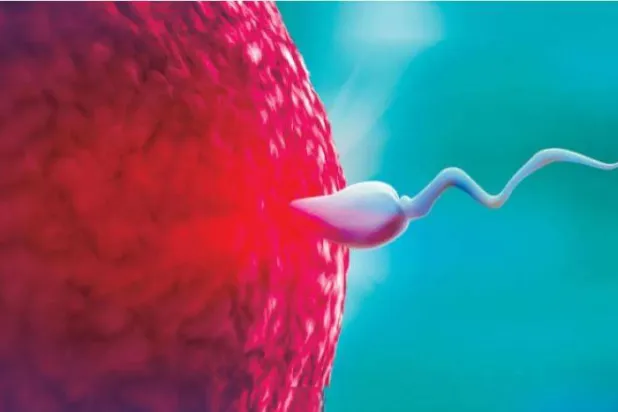 دراسة تربط بين «جودة» الحيوانات المنوية والعمر المتوقع للرجل