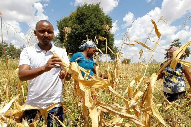 البذور عالية الإنتاجية تُسهم في تعزيز الأمن الغذائي وزيادة دخل المزارعين بقارة أفريقيا (رويترز)