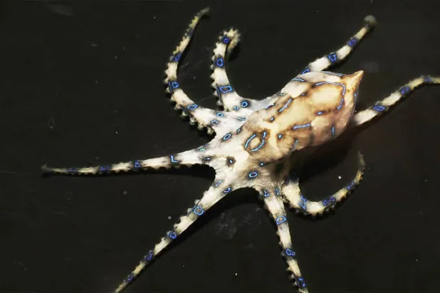 أنثى الأخطبوط مُصابة أيضاً بقدرها (غيتي)