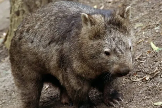 اتركوا الحيوانات البرّية في حالها (غيتي)