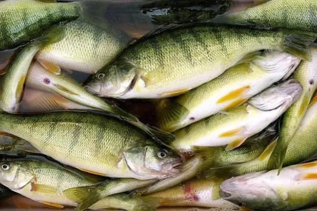 يثني الخبراء على الأسماك بأنها تعزز صحة القلب وتطيل العمر (أ.ب)