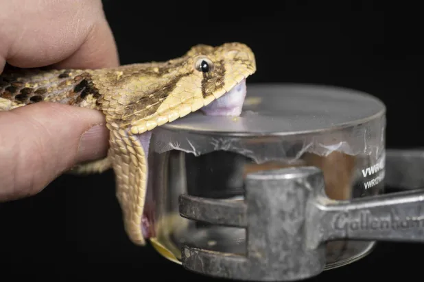 علاجات مضادات السموم الحالية باهظة الثمن وربما خطرة (كلية ليفربول للطب الاستوائي)