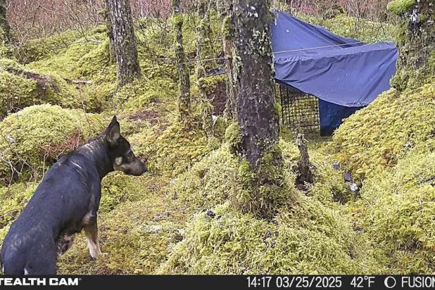 This image provided by Skylar Young-Bayer shows a trail camera catching a glimpse of the dog Jackie near a trap on Tuesday, March 25, 2025, in Juneau, Alaska. (Skylar Young-Bayer via AP)