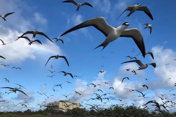 Sooty terns fill the skies as they return to Johnston Island within the Johnston Atoll National Wildlife Refuge to establish their breeding colony in July 2021. Eric Baker/U.S. Fish and Wildlife Service/Handout via REUTERS