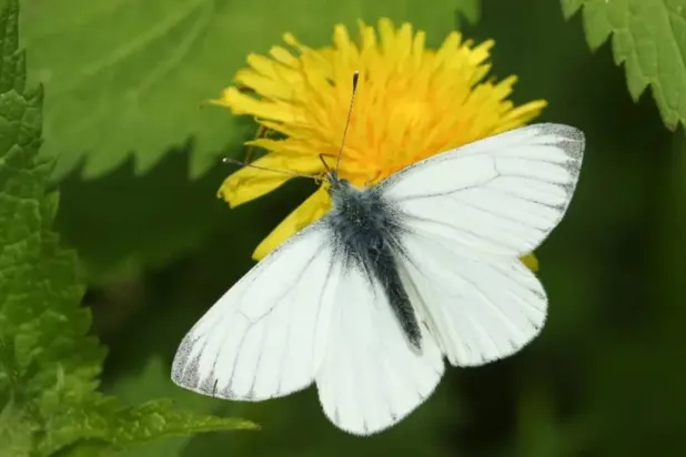 انخفض عدد الفراشات البيضاء ذات الأوردة الخضراء (غيتي)