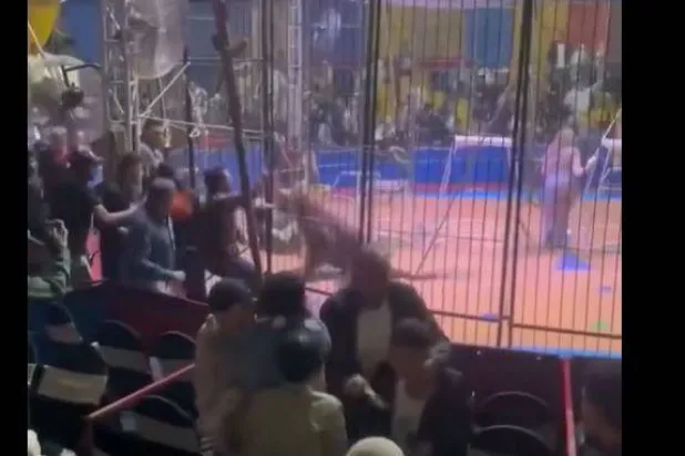 هجوم نمر على أحد المدربين في السيرك (من مقطع فيديو بصفحة أنوسة كوتة على فيسبوك)