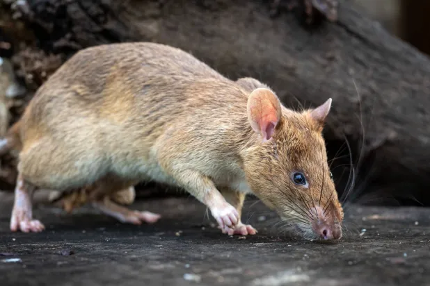 الجرذ «رونين» (أ.ف.ب)